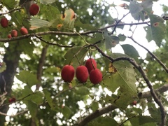 Crataegus levis