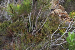 Serruria inconspicua