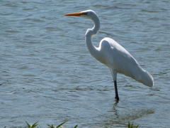 Ardea alba