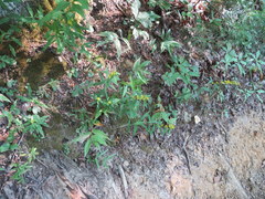 Solidago flaccidifolia