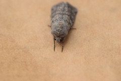Lepidoptera