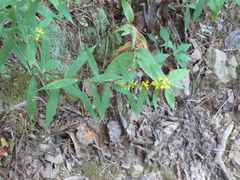 Solidago flaccidifolia
