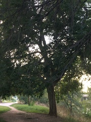 Magnoliopsida