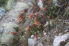 Castilleja pectinata
