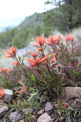 Castilleja pectinata
