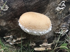 Hemipholiota