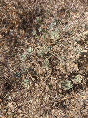 Odontarrhena tortuosa