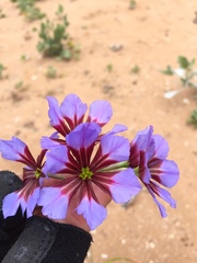 Leucocoryne purpurea