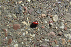 Entomoscelis adonidis