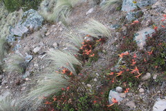 Castilleja pectinata