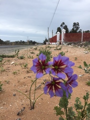 Leucocoryne purpurea