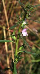 Misopates orontium orontium