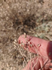 Odontarrhena tortuosa