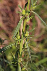 Misopates orontium orontium