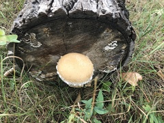 Hemipholiota