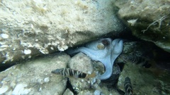 Octopus vulgaris