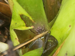 Scinax perpusillus