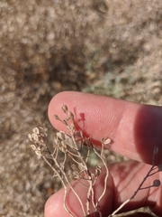 Odontarrhena tortuosa