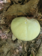 Boletus albisulphureus