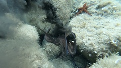 Octopus vulgaris