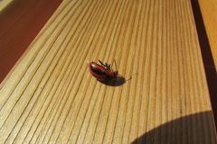 Entomoscelis adonidis