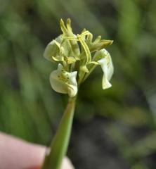 Moraea trifida