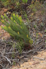 Protea subulifolia