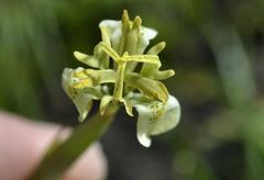 Moraea trifida