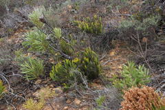 Protea subulifolia