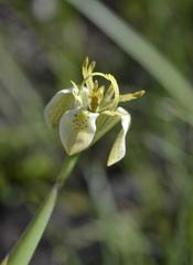 Moraea trifida