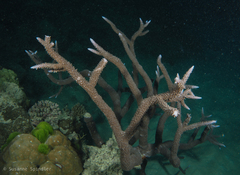 Acropora intermedia