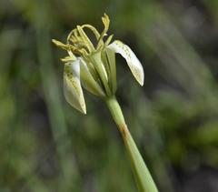 Moraea trifida