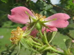 Rosa marginata