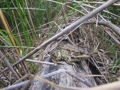 Pelophylax ridibundus