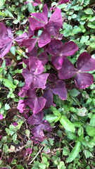 Oxalis triangularis