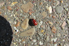 Entomoscelis adonidis