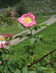 Rosa marginata