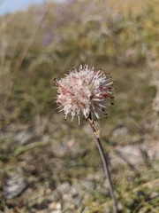 Allium tarkhankuticum