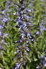 Ajuga ophrydis