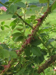 Rosa marginata