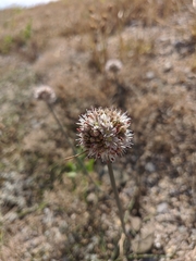 Allium tarkhankuticum