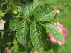 Rosa marginata