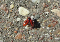 Entomoscelis adonidis