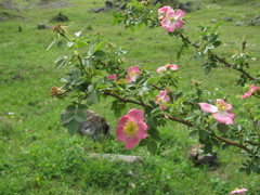 Rosa marginata