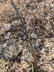 Allium tarkhankuticum