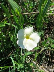 Thunbergia atriplicifolia