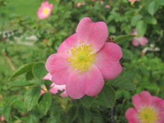Rosa marginata