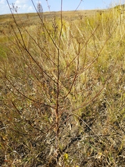 Peucedanum alsaticum