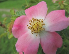 Rosa marginata