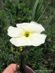 Thunbergia atriplicifolia